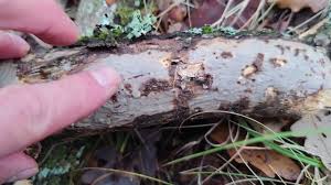 Attēlu rezultāti vaicājumam “Vuilleminia comedens”