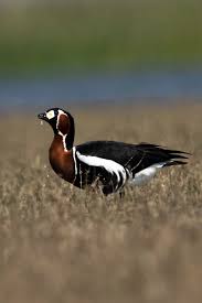 Attēlu rezultāti vaicājumam “Branta ruficollis adult”