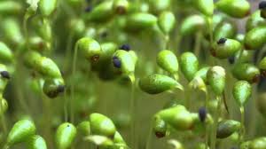 Attēlu rezultāti vaicājumam “Funaria hygrometrica sporophyte”