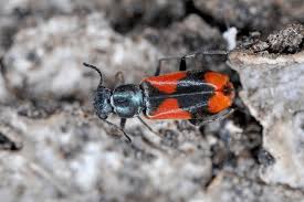 Attēlu rezultāti vaicājumam “Anthocomus fasciatus”