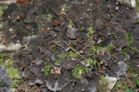 Attēlu rezultāti vaicājumam “Peltigera”