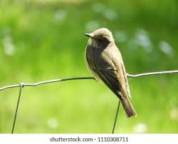 Attēlu rezultāti vaicājumam “Muscicapa striata adult”