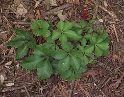 Attēlu rezultāti vaicājumam “Parthenocissus quinquefolia leaf”