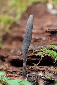 Attēlu rezultāti vaicājumam “Xylaria polymorpha”