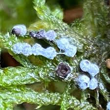 Attēlu rezultāti vaicājumam “Didymium melanospermum macro”