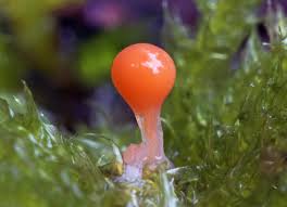 Attēlu rezultāti vaicājumam “Trichia decipiens”