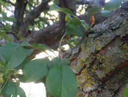 Attēlu rezultāti vaicājumam “Prunus domestica subsp. domestica leaf”