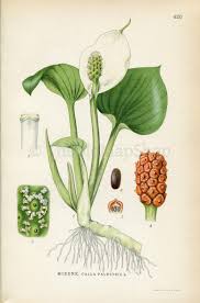 Attēlu rezultāti vaicājumam “Calla palustris”