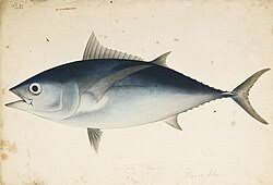 Image result for Thunnus obesus