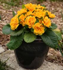 Attēlu rezultāti vaicājumam “Primula”