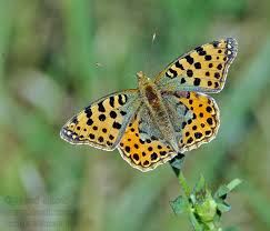 Attēlu rezultāti vaicājumam “Issoria lathonia”