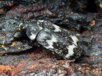 Attēlu rezultāti vaicājumam “Megatoma undata”