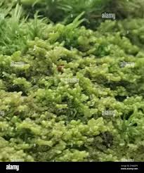 Attēlu rezultāti vaicājumam “Ptilidium pulcherrimum”