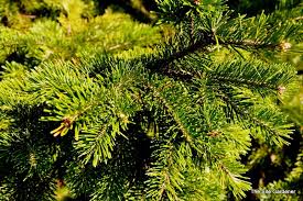 Attēlu rezultāti vaicājumam “Abies sibirica”