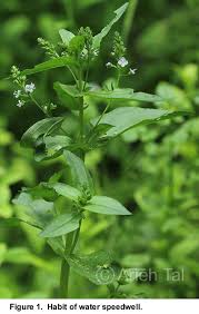Attēlu rezultāti vaicājumam “Veronica anagallis-aquatica leaf”