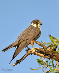 Attēlu rezultāti vaicājumam “Falco subbuteo”