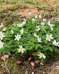 Image result for Buschwindröschen
