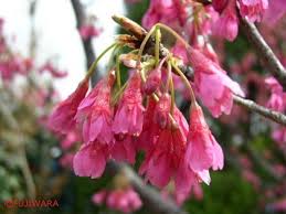 Image result for 緋寒桜