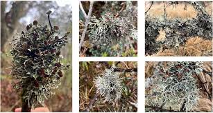 Attēlu rezultāti vaicājumam “Hypotrachyna sp.”