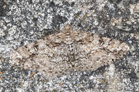 Attēlu rezultāti vaicājumam “Cleora cinctaria”