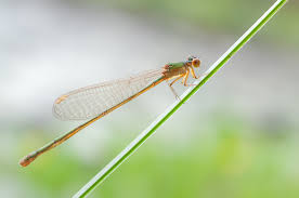 Attēlu rezultāti vaicājumam “Nehalennia speciosa”