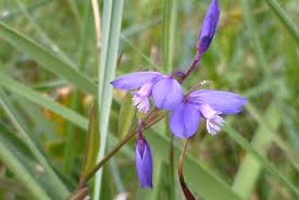 Attēlu rezultāti vaicājumam “Polygala vulgaris flower”