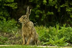 Attēlu rezultāti vaicājumam “Lepus europaeus adult”