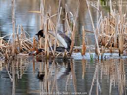 Attēlu rezultāti vaicājumam “Podiceps cristatus nest”