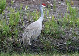 Attēlu rezultāti vaicājumam “Gruiformes”