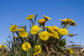 Attēlu rezultāti vaicājumam “Tussilago farfara”