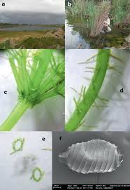 Attēlu rezultāti vaicājumam “Chara intermedia”