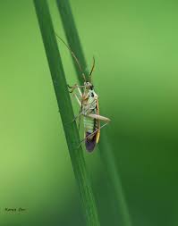 Attēlu rezultāti vaicājumam “Stenotus binotatus female”