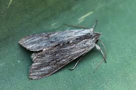 Attēlu rezultāti vaicājumam “Cucullia lucifuga”