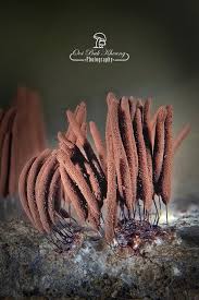 Attēlu rezultāti vaicājumam “Craterium sp.”