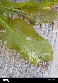 Attēlu rezultāti vaicājumam “Potamogeton lucens leaf”