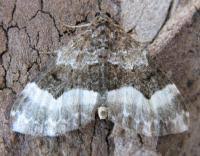 Attēlu rezultāti vaicājumam “Euphyia unangulata”