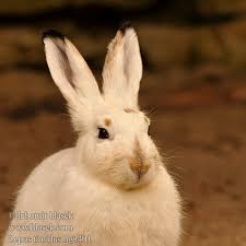 Attēlu rezultāti vaicājumam “Lepus timidus”