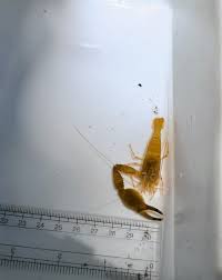 Attēlu rezultāti vaicājumam “Tritomaria exsecta macro”