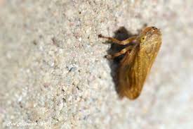 Attēlu rezultāti vaicājumam “Aphrophoridae nymph”