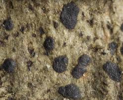 Attēlu rezultāti vaicājumam “Arthonia spadicea”