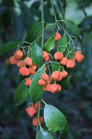 Attēlu rezultāti vaicājumam “Euonymus fruit”