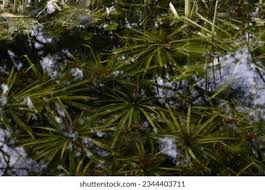 Attēlu rezultāti vaicājumam “Stratiotes aloides”