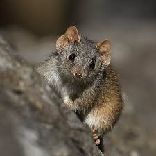 Attēlu rezultāti vaicājumam “Diderma rufostriatum young”