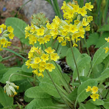 Image result for Primula elatior