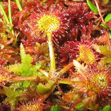 Attēlu rezultāti vaicājumam “Drosera rotundifolia flower”