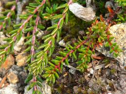 Attēlu rezultāti vaicājumam “Empetrum nigrum flower”
