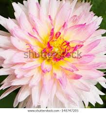 Image result for Dahlia hybrid.