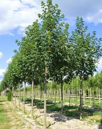 Attēlu rezultāti vaicājumam “Acer pseudoplatanus”