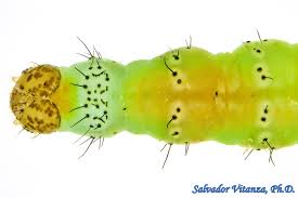 Attēlu rezultāti vaicājumam “Plutella xylostella”