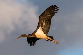 Attēlu rezultāti vaicājumam “Ciconia ciconia juvenile”